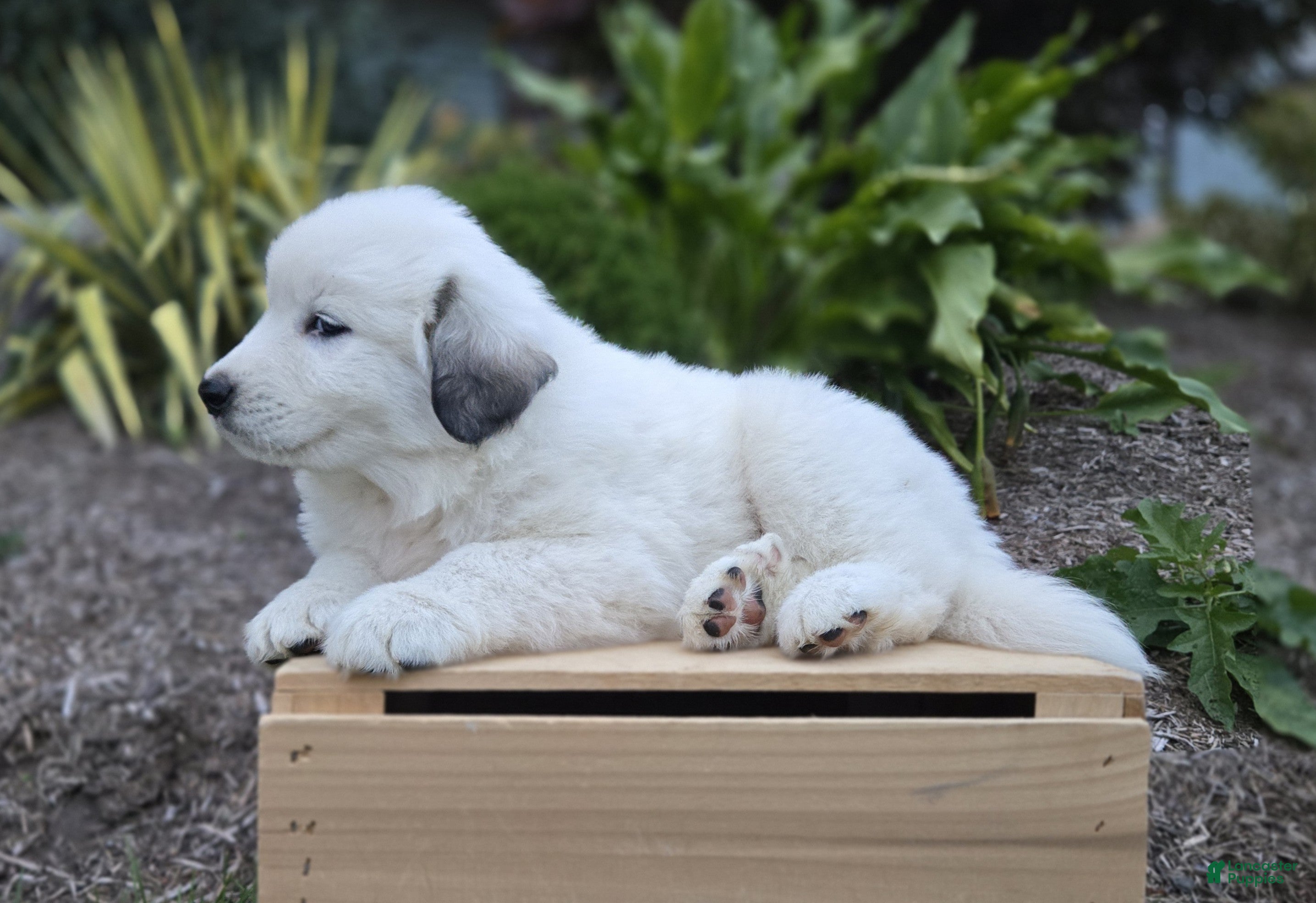 Great Pyrenees dogs Snowball - Ad 2