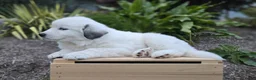 Great Pyrenees dogs for sale: Snowball - Ad 2