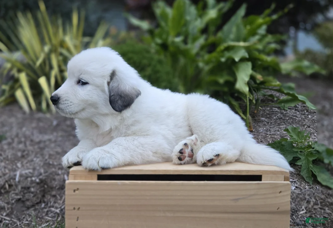 Great Pyrenees dogs for sale: Snowball - Ad 2