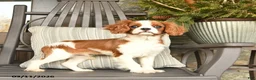 Cavalier King Charles Spaniel dogs for sale: Snickers - Ad 1