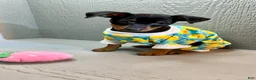 Miniature Pinscher dogs for sale: Breezy - Ad 8
