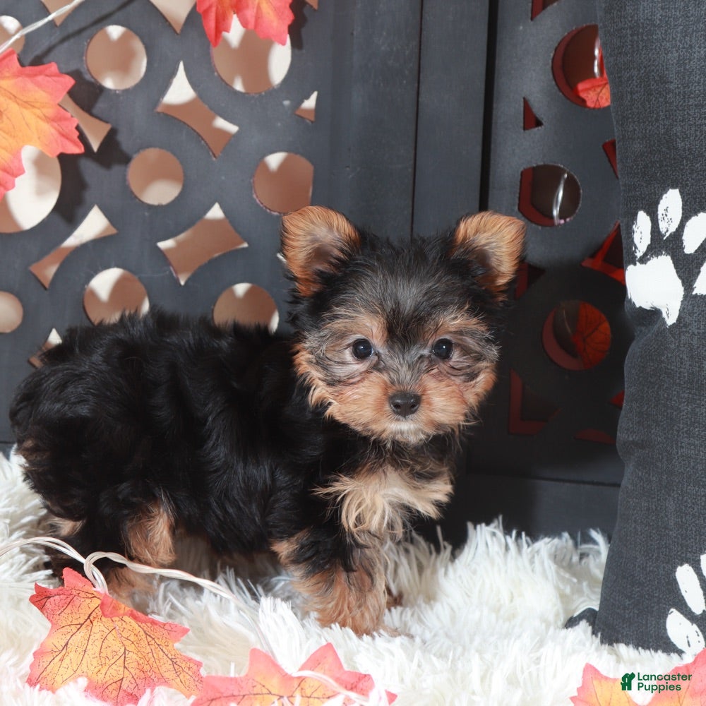 Yorkshire Terrier dogs Georgia - Ad 36