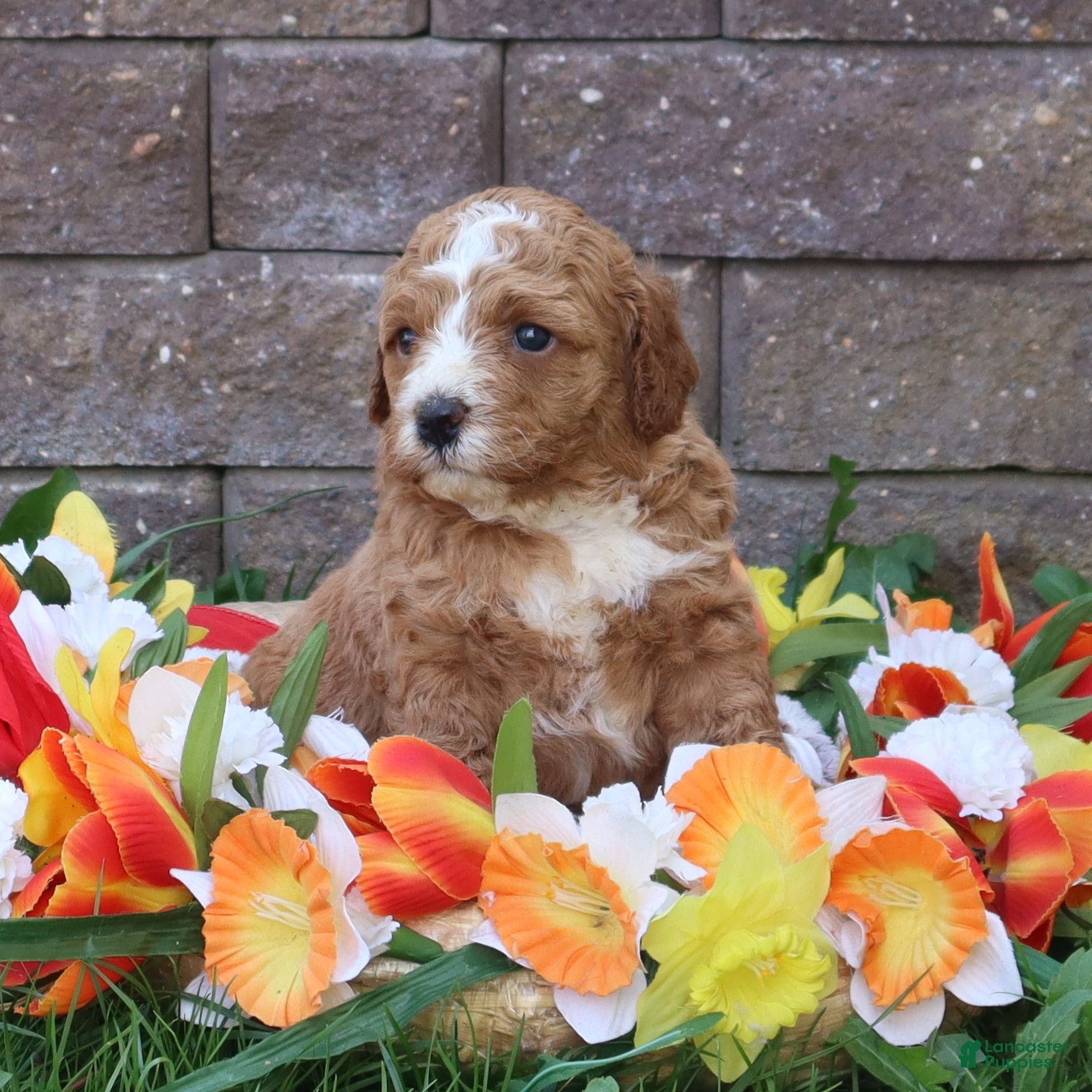 Mini Goldendoodle dogs Duke - Ad 1