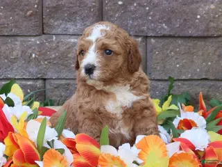 Mini Goldendoodle dogs for sale: Duke - Ad 4