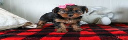 Yorkshire Terrier dogs for sale: CASSIE - Ad 10