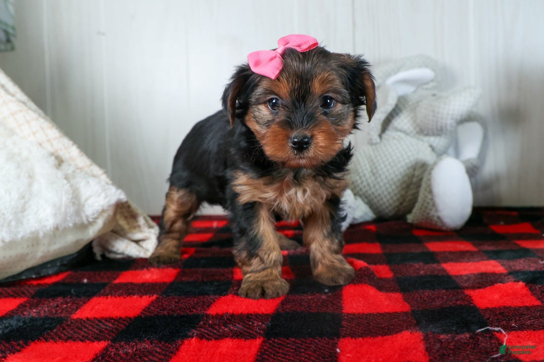 Yorkshire Terrier dogs for sale: CASSIE - Ad 10
