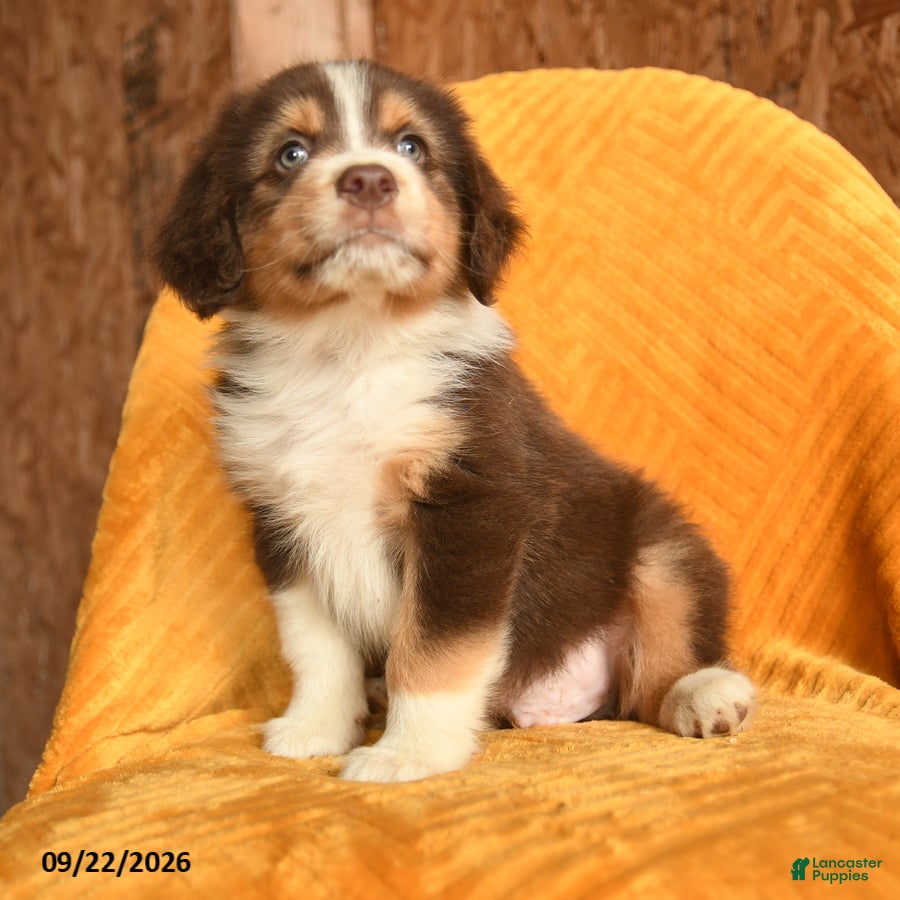 Mixed Breed dogs Finn - Ad 1