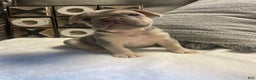 French Bulldog dogs for sale: French Bulldog Puppy 3 - Ad 8
