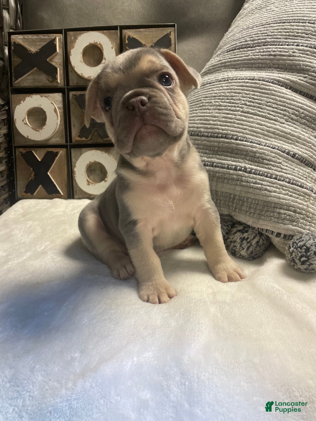 French Bulldog dogs for sale: French Bulldog Puppy 3 - Ad 8