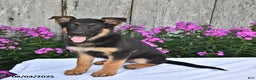 German Shepherd dogs for sale: Kelsey - Ad 24