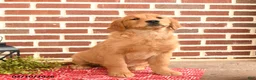 Golden Retriever dogs for sale: Eve - Ad 2