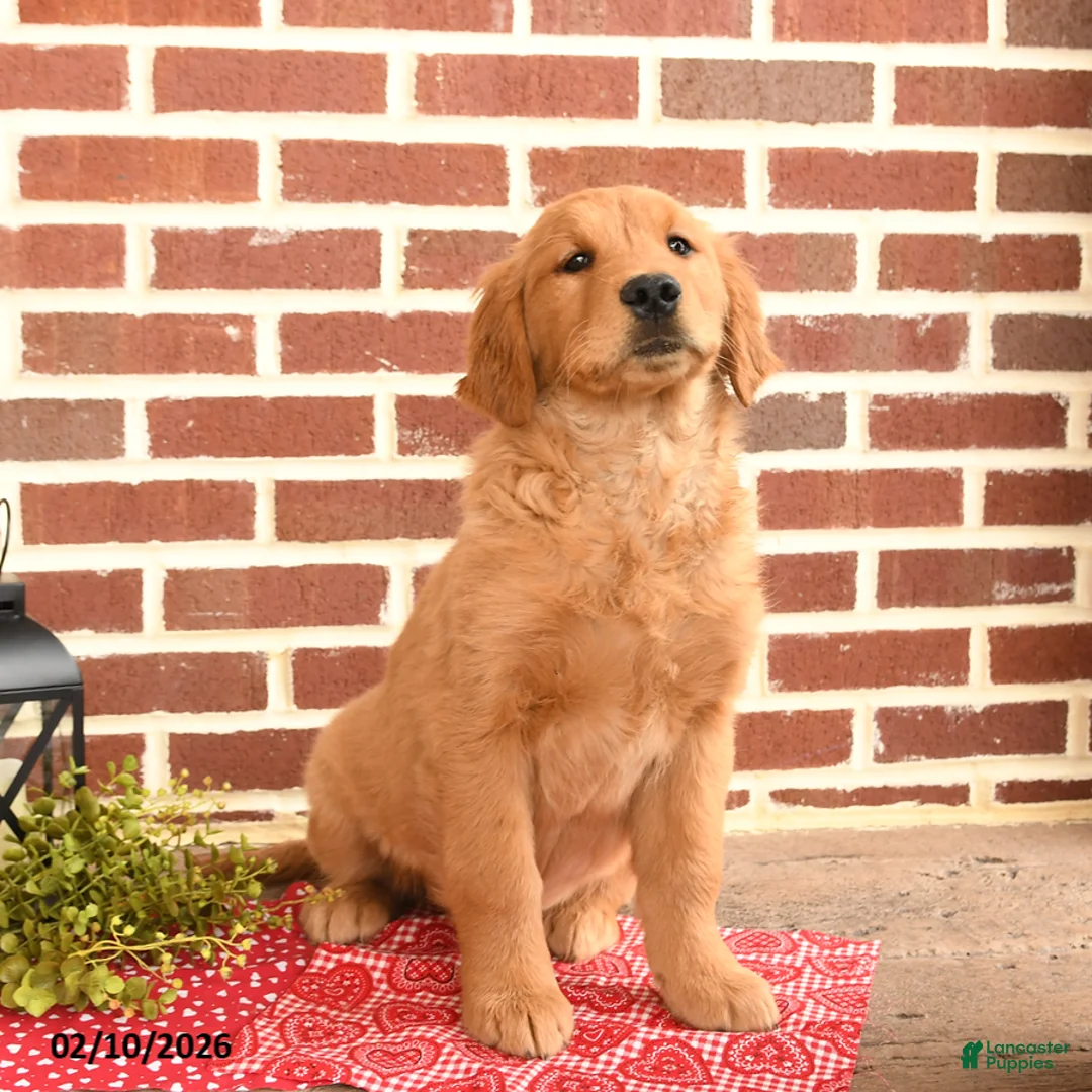 Golden Retriever dogs for sale: Eve - Ad 2