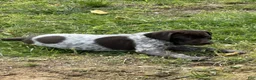 German Shorthaired Pointer dogs for sale: German Shorthaired Pointer Puppy 4 - Ad 4