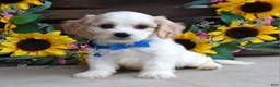 Cavachon dogs for sale: Tyson - Ad 5