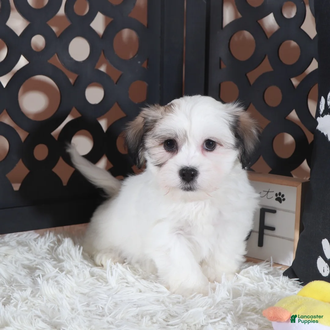 Teddy Bear dogs for sale: Bugsy Bouncing Teddy Bear Puppy - Ad 3