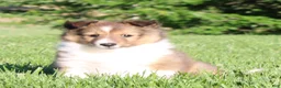 Shetland Sheepdog dogs for sale: Lacey  - Ad 7