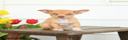 Chihuahua dogs for sale: Blake - Ad 1