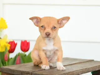 Chihuahua dogs for sale: Blake - Ad 2