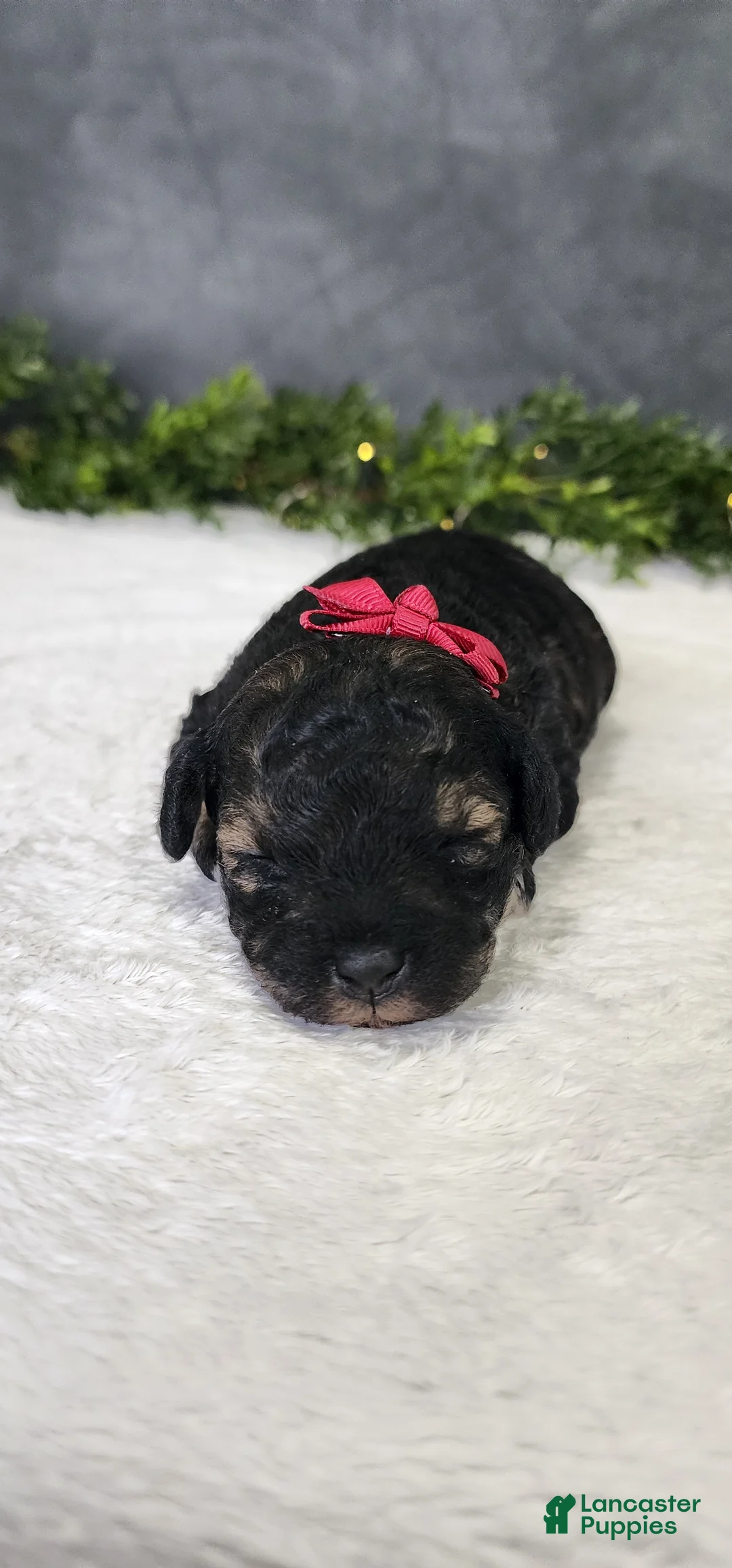 Miniature Poodle dogs for sale: Faith - Ad 1