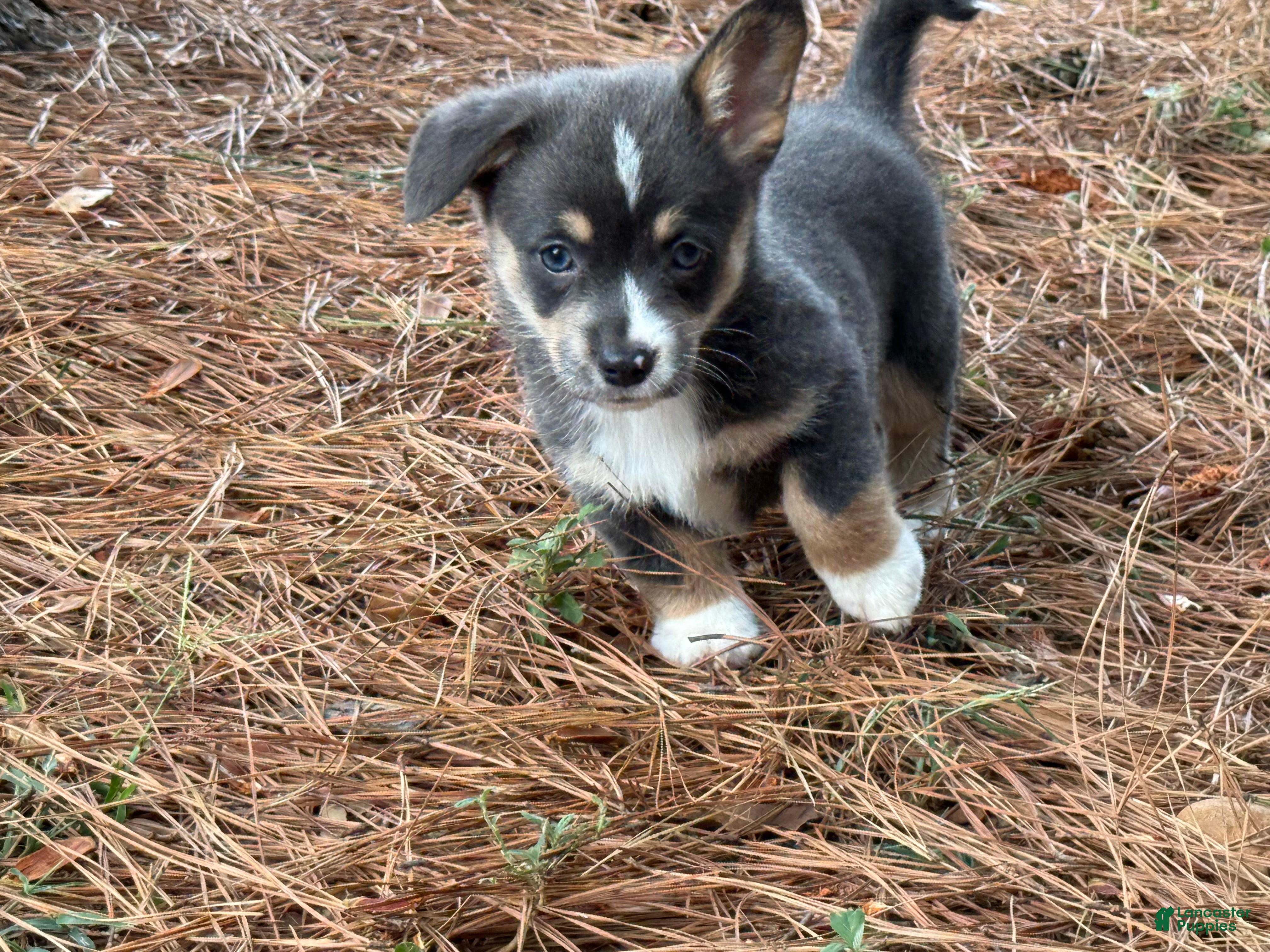 Mixed Breed dogs Bluie Full tail - Ad 34