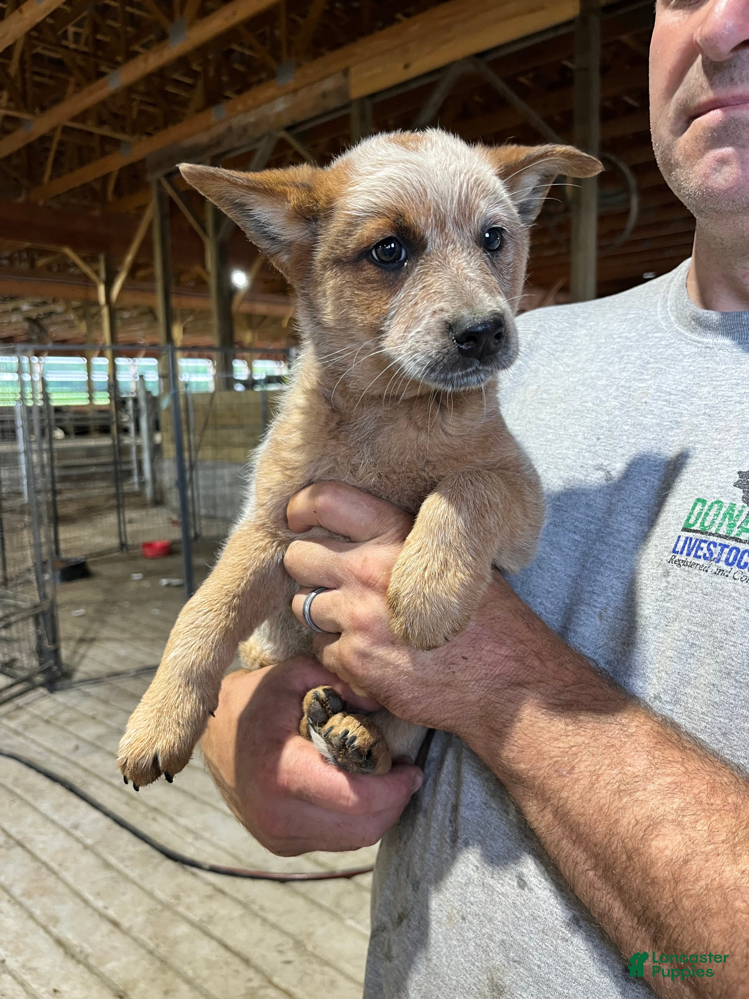 Australian Cattle Dog dogs Debbie - Ad 37
