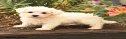 Maltese dogs for sale: Robin - Ad 4