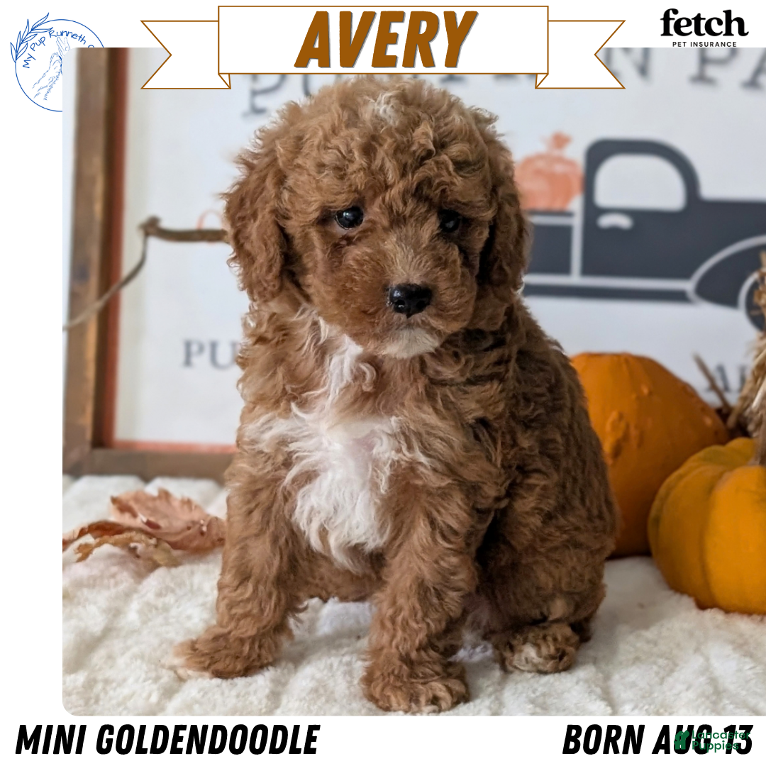 Mini Goldendoodle dogs Avery - Ad 2
