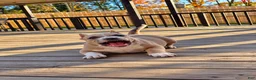 American Bully dogs for sale: 9x Kennels Björn Ironside Aka Cubb  - Ad 1