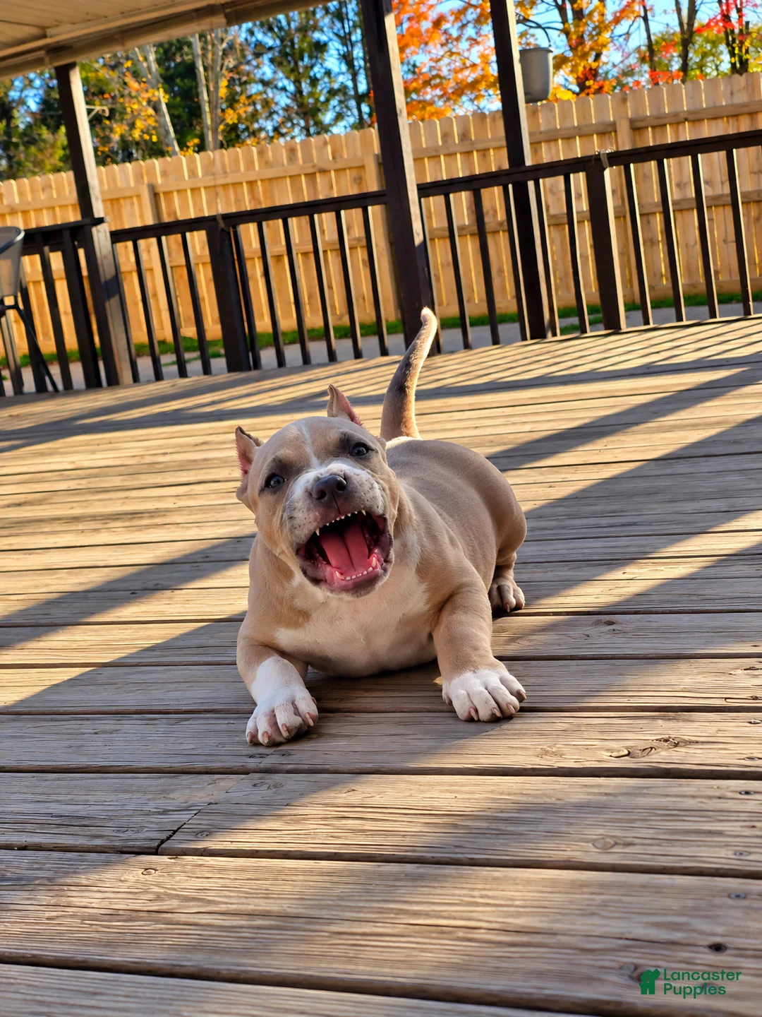 American Bully dogs for sale: 9x Kennels Björn Ironside Aka Cubb  - Ad 1