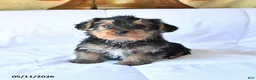 Yorkshire Terrier dogs for sale: Drake - Ad 3