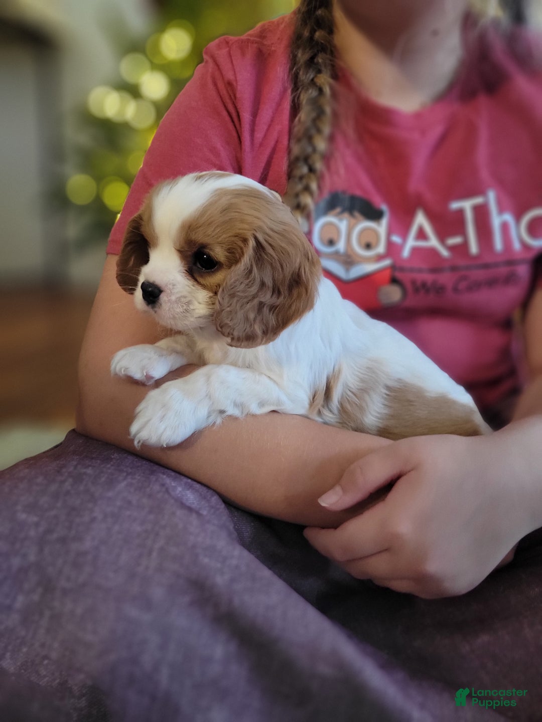 Cavalier King Charles Spaniel dogs for sale: Bryce - Ad 3