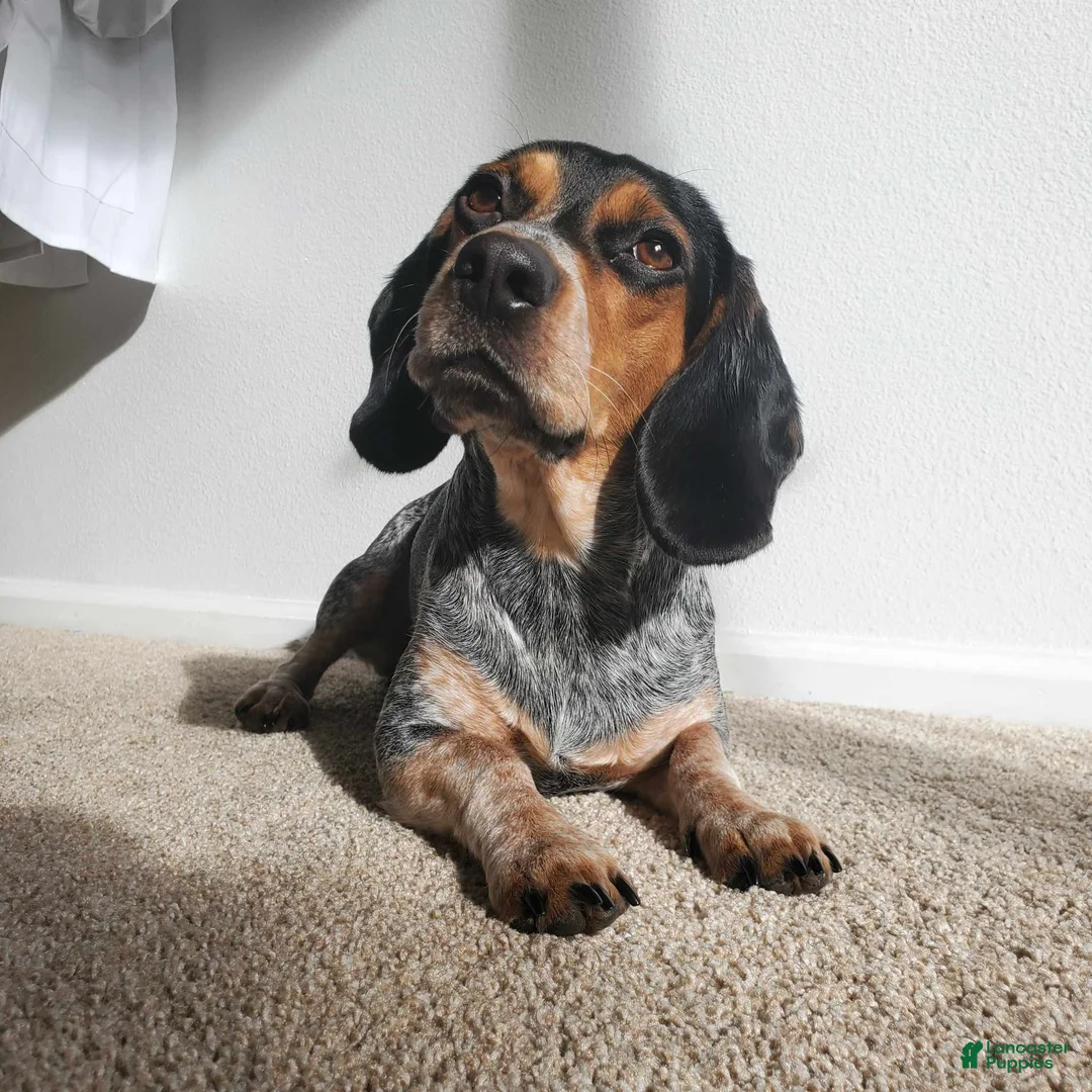 Beagle dogs for sale: Paczki - Ad 4