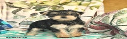 Morkie dogs for sale: Max  - Ad 1