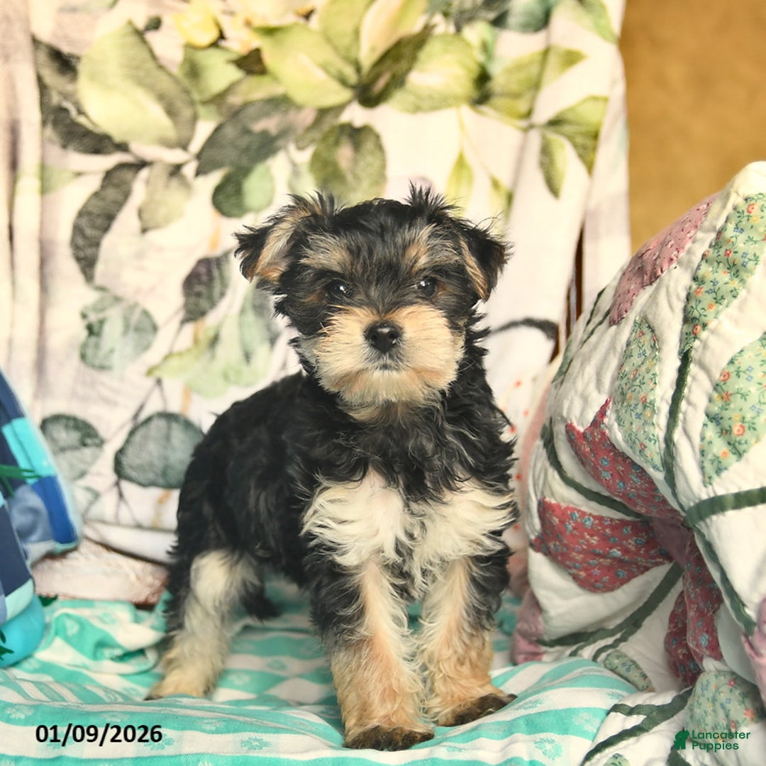 Morkie dogs for sale: Max  - Ad 1