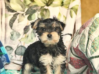 Morkie dogs Max - Ad 2