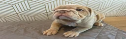 English Bulldog dogs for sale: Lucy - Ad 7