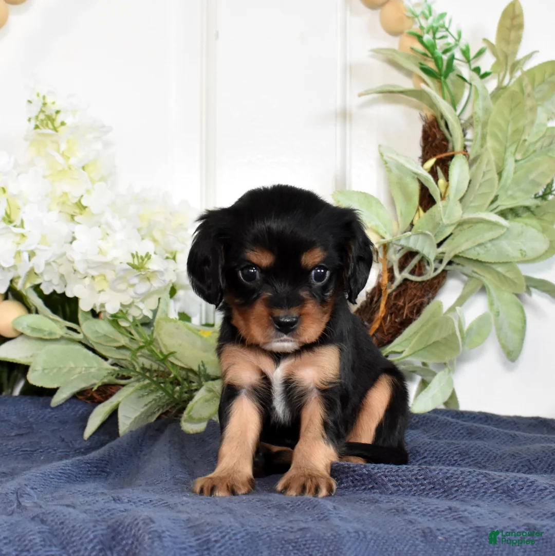 Cavalier King Charles Spaniel dogs for sale: Pixie - Ad 1