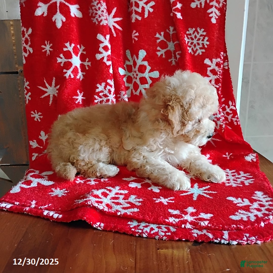 Mini Bernedoodle dogs for sale: Roselani - Ad 7