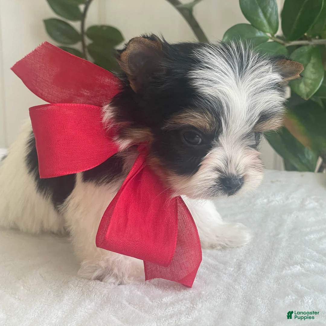 Biewer Terrier dogs for sale: Tiny Zac - Ad 2