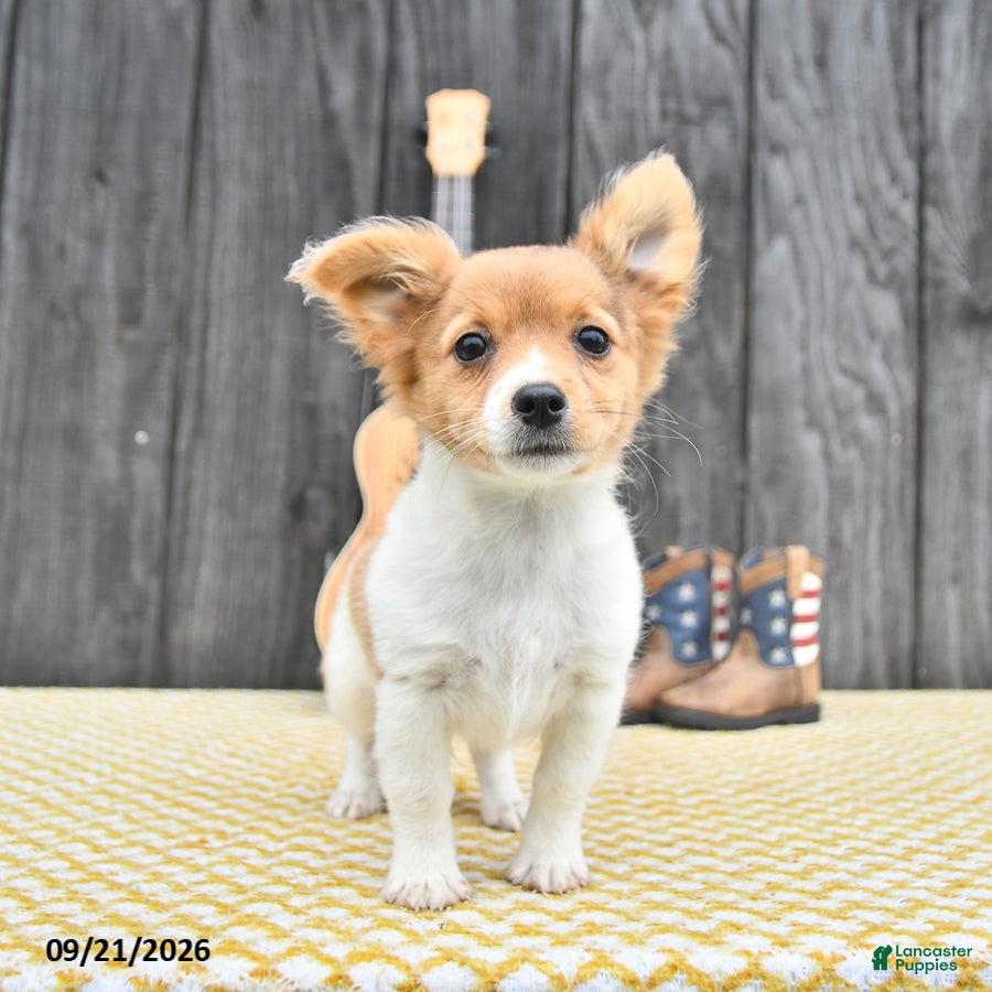 Chihuahua dogs Ryder - Ad 1