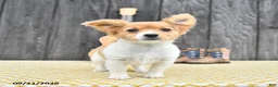 Chihuahua dogs for sale: Ryder - Ad 1