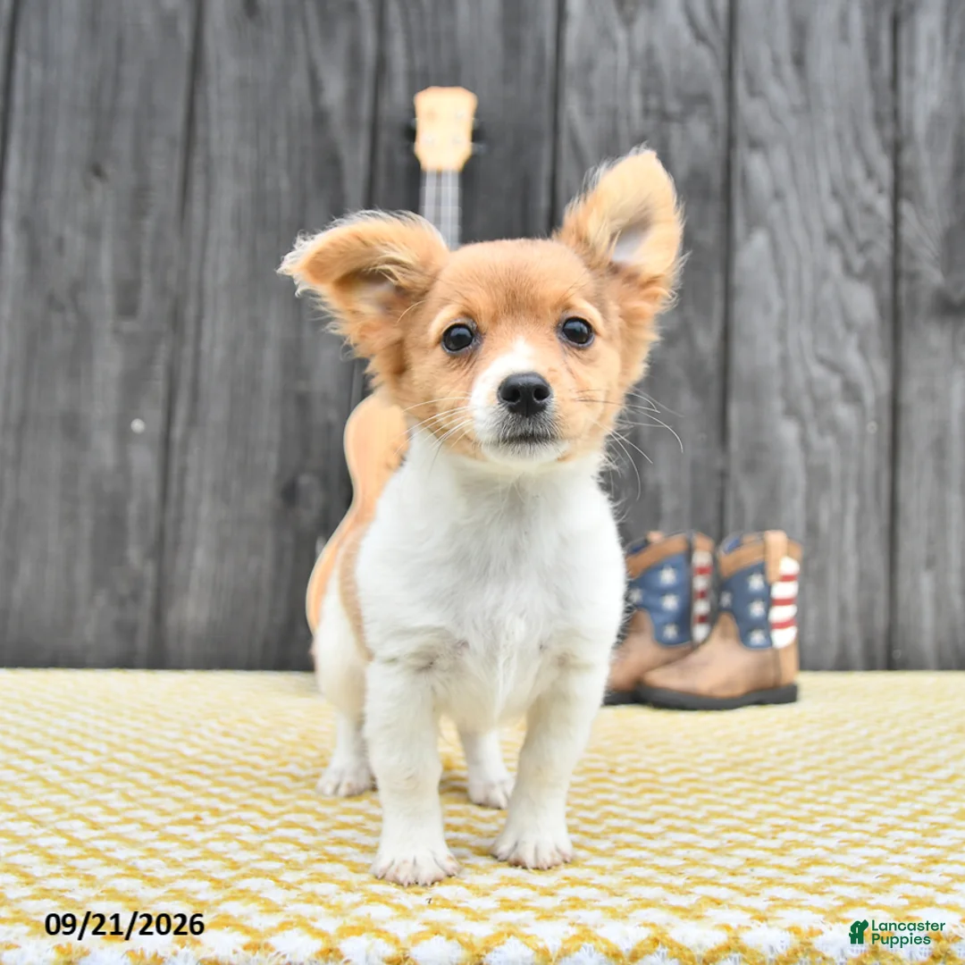 Chihuahua dogs for sale: Ryder - Ad 1