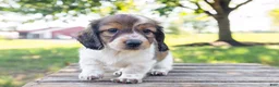 Miniature Dachshund dogs for sale: Calvin - Ad 5