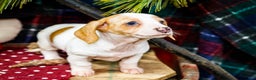 Miniature Dachshund dogs for sale: Sadie - Ad 11