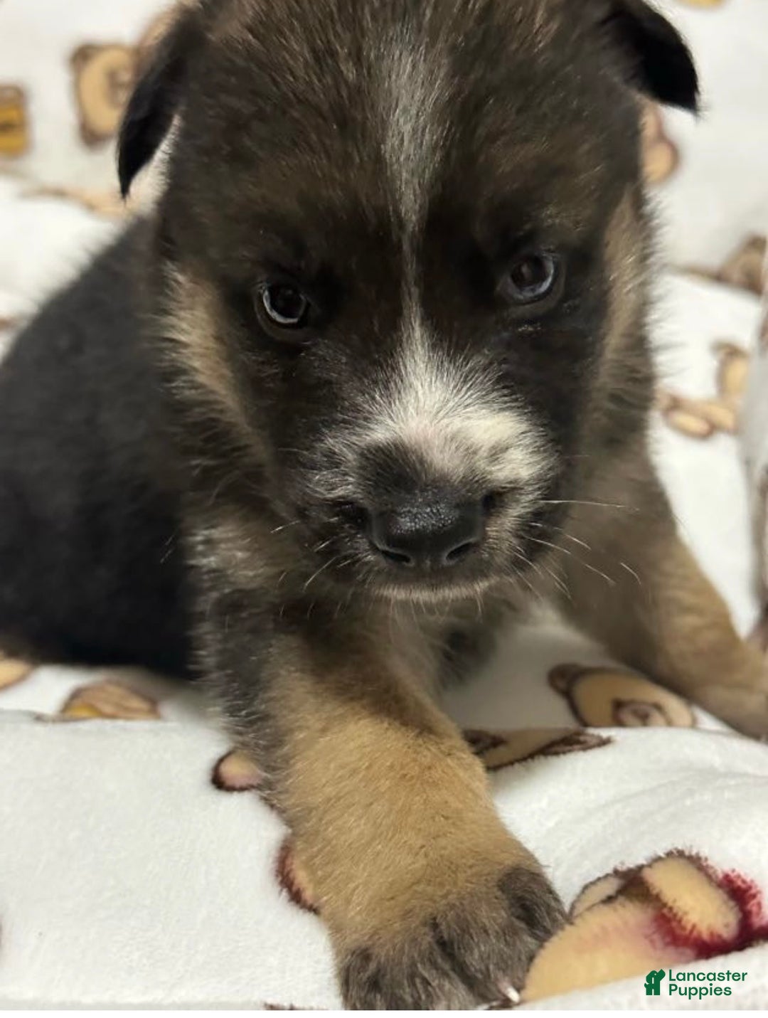 Gerberian Shepsky dogs for sale: Gerberian Shepsky Puppy 1 - Ad 13