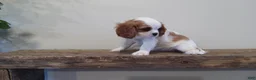 Cavalier King Charles Spaniel dogs for sale: Cavalier King Charles Spaniel Puppy 1 - Ad 5
