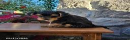 Yorkiepoo dogs for sale: Marble - Ad 3