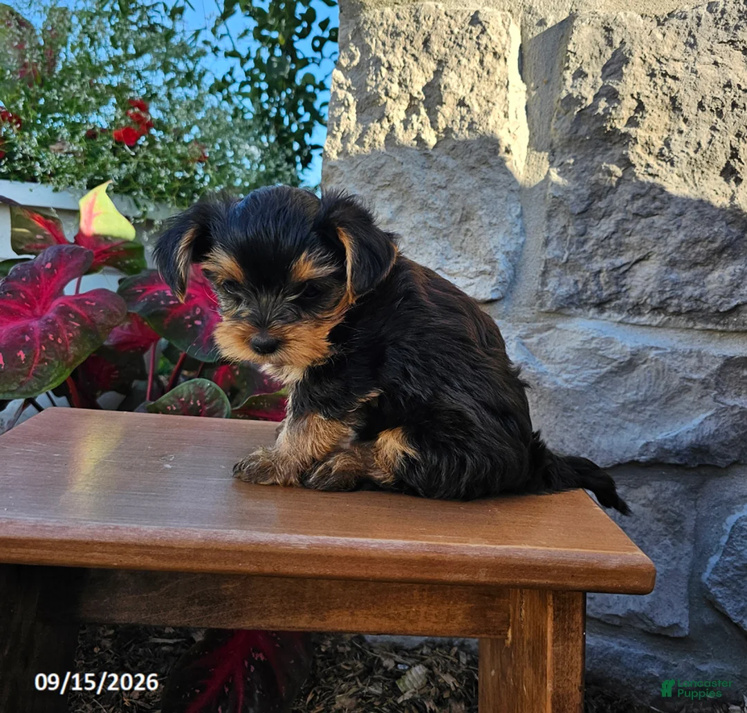 Yorkiepoo dogs for sale: Marble - Ad 3