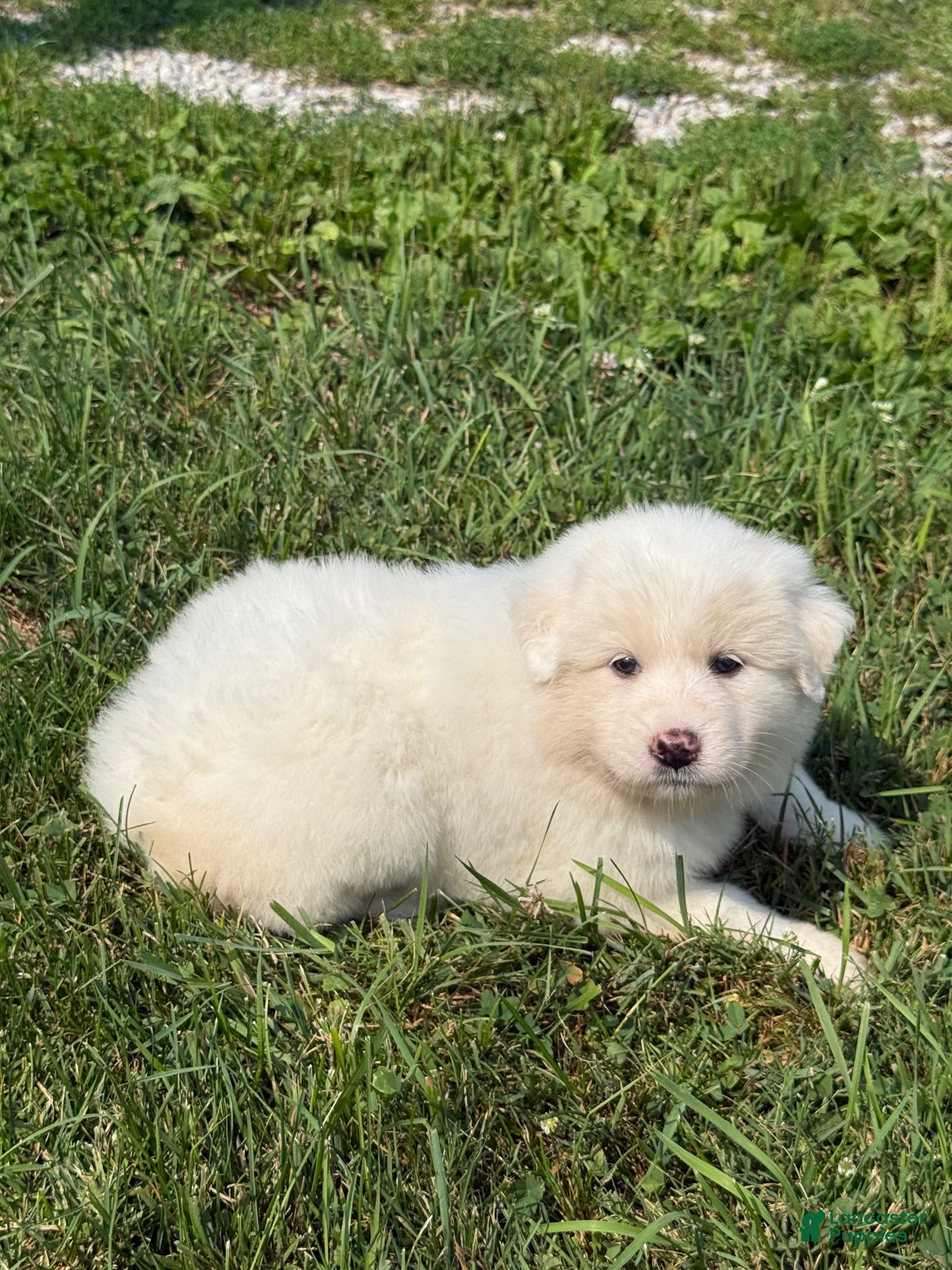 Great Pyrenees dogs Mrs Green  - Ad 26