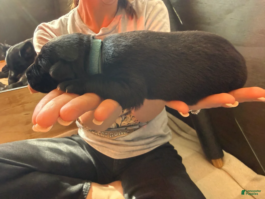 German Shepherd dogs for sale: German Shepherd Puppy 3: Dark Green  - Ad 2